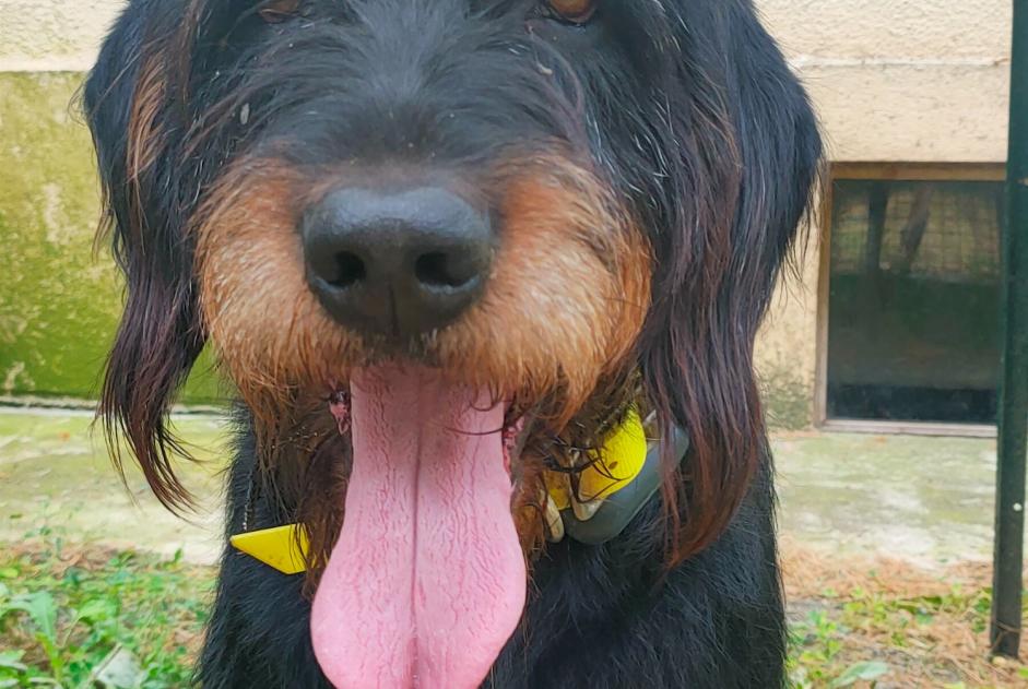 Fundmeldung Hund  Männliche Moulon Frankreich