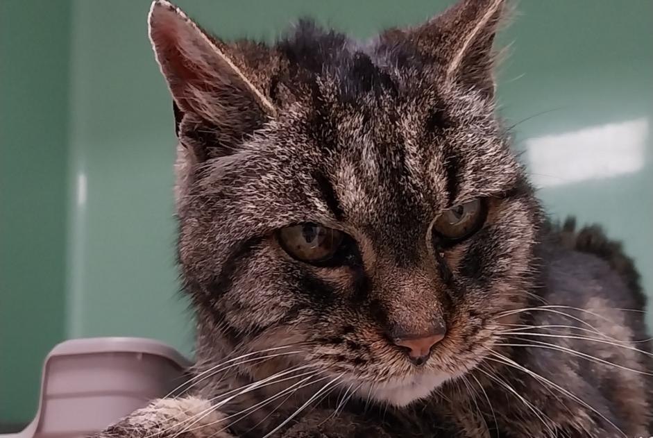 Fundmeldung Katze rassenmischung Männliche Parempuyre Frankreich