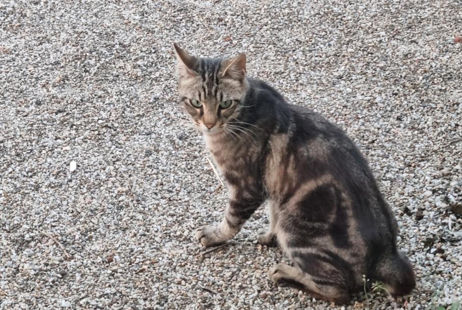 Fundmeldung Katze Männliche , Zwischen 9 und 12 Monaten Montpezat-de-Quercy Frankreich