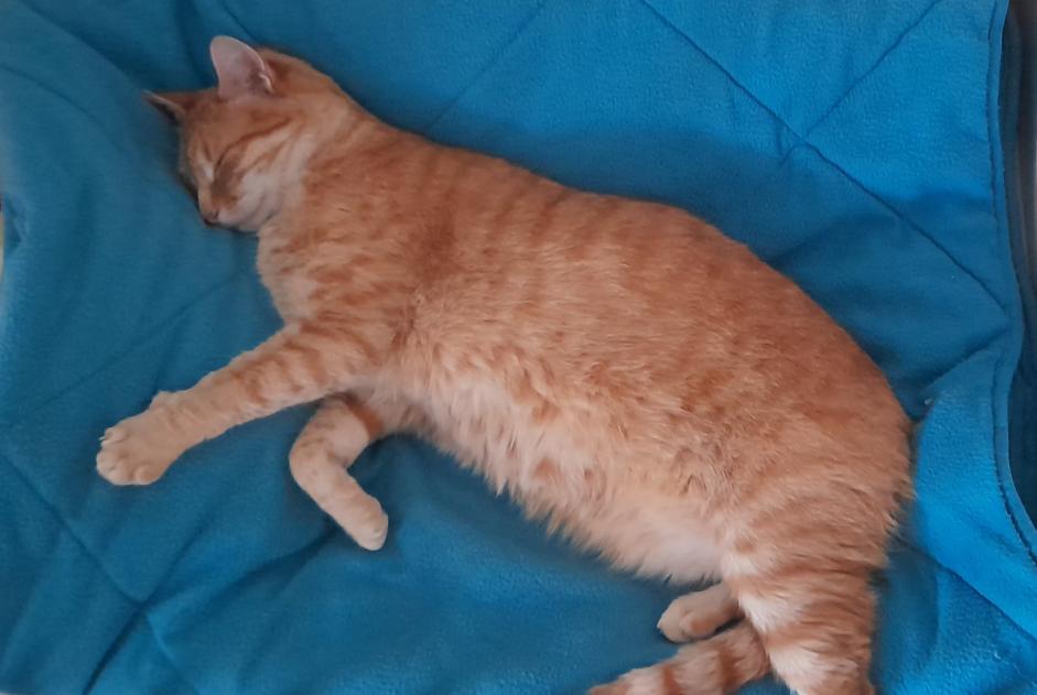 Disappearance alert Cat  Male , 8 years Gauriac France