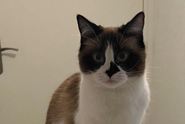 Disappearance alert Cat miscegenation Female , 2 years Saint-André-de-Cubzac France