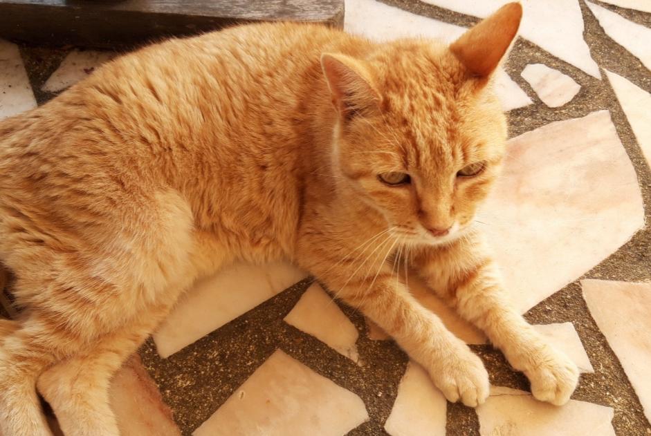 Alerta de Desaparición Gato  Macho , 15 años Yvré-l'Évêque Francia