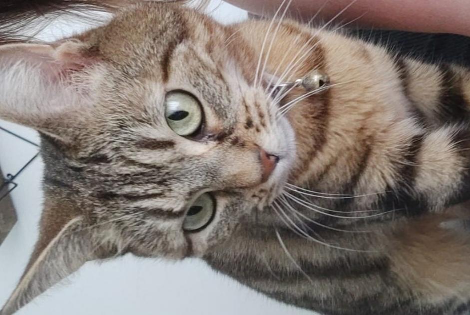 Alerta de Desaparición Gato Hembra , 6 años Le Plessis-Trévise Francia