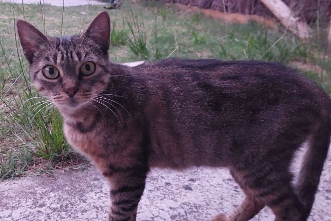 Alerta de Hallazgo Gato Hembra Mimizan Francia