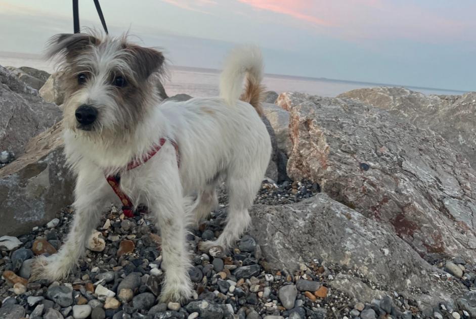 Alerta de Desaparición Perro cruce Macho , 0 años Criel-sur-Mer Francia