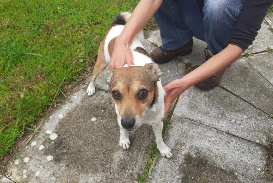 Alerta de Hallazgo Perro cruce Macho Saint-André-de-Seignanx Francia