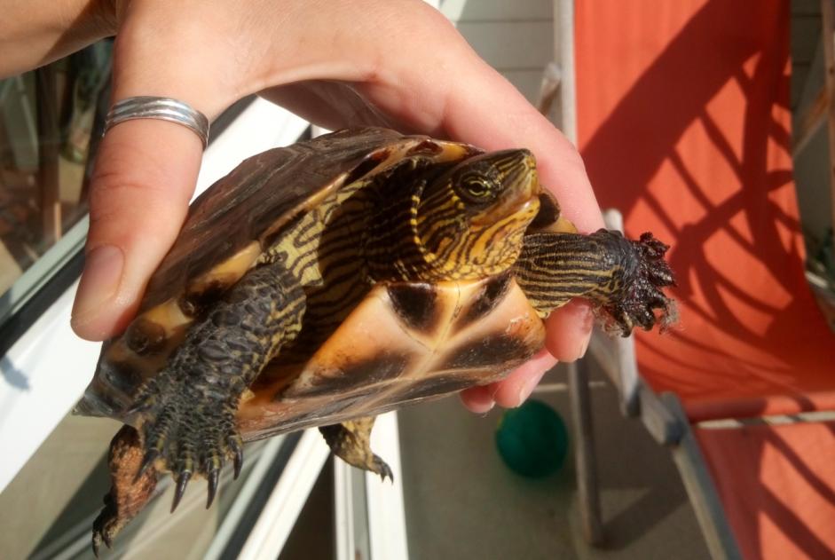 Alerta de Hallazgo Tortuga Desconocido Neuville-sur-Sarthe Francia