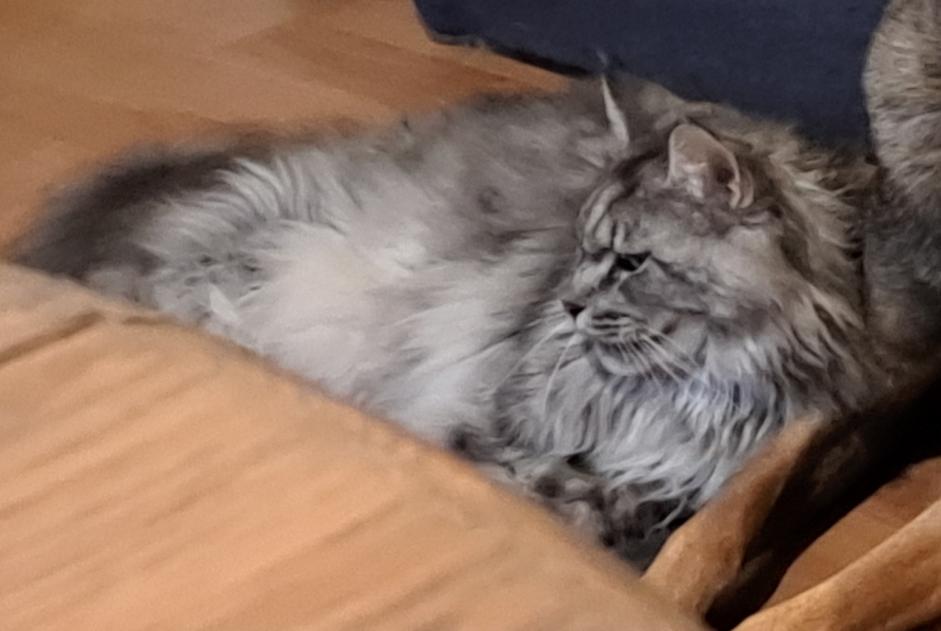 Alerte Disparition Chat  Mâle , 3 ans Racquinghem France