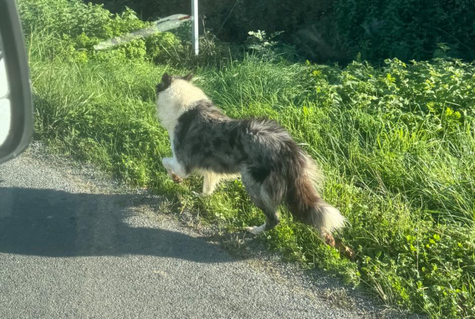 Alerte Découverte Chien  Mâle Ludon-Médoc France