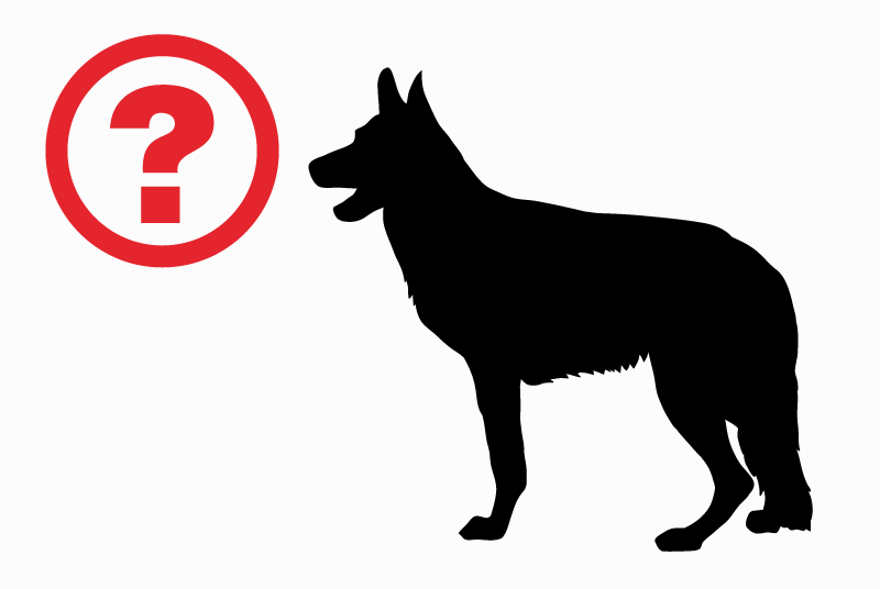 Alerta desaparecimento Cão  Macho , 5 anos Montmagny France