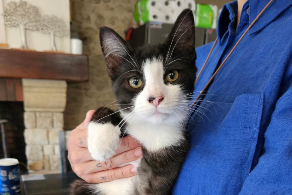 Avviso scomparsa Gatto  Maschio , 0 anni Ambarès-et-Lagrave Francia