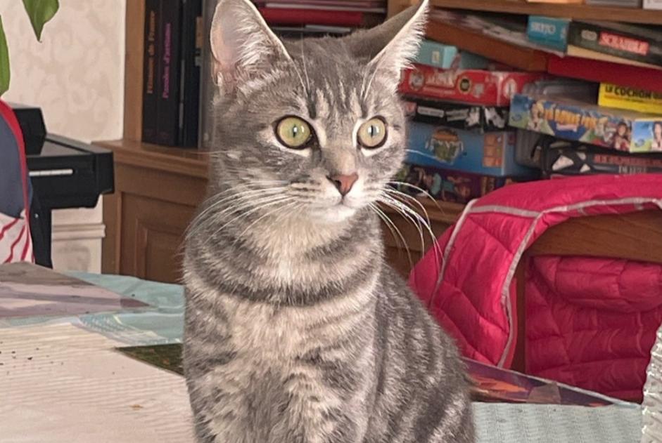 Avviso scomparsa Gatto Femmina , 1 anni Auxerre Francia