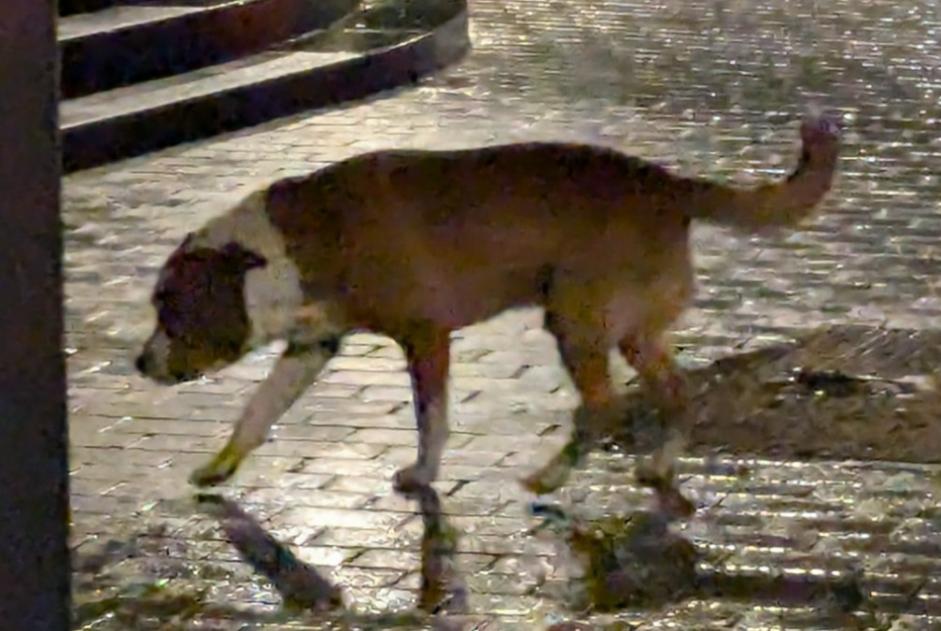 Ontdekkingsalarm Hond Mannetje Mérignac Frankrijk