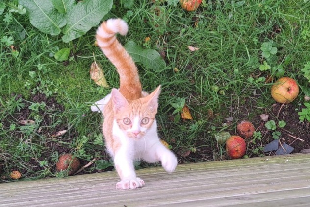 Ontdekkingsalarm Kat Mannetje Ploeren Frankrijk