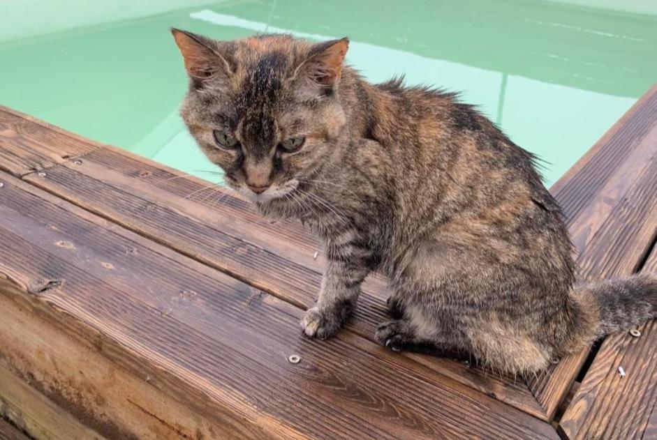 Alerta desaparecimento Gato  Fêmea , 18 anos Parempuyre France